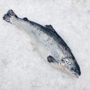 salmo