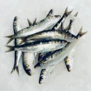 sardina
