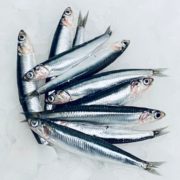 Seito boqueron
