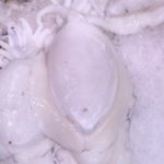 sipia blanca