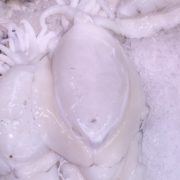 sipia blanca