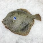 turbot rodaballo