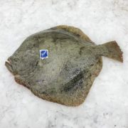 turbot rodaballo