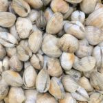 cloissa japonica