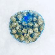 escopinya berberecho