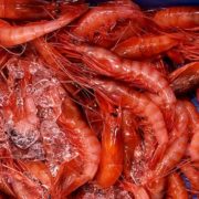 gamba vermella