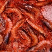 gamba vermella