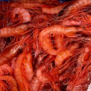 gamba vermella