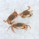 Liocarcinus depurator cranc cangrejo platja playa blanc blanco